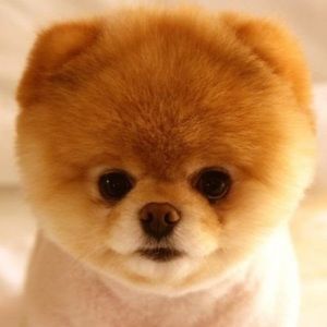 Meet your Posher, Selena